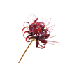Nerine Bordeaux
