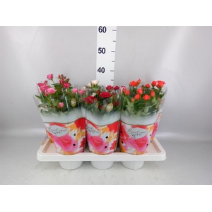 ROSA  'BOUTIQUE ROSES'   ...MIX 14C