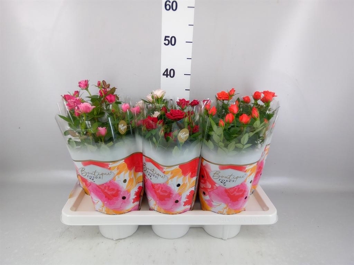<h4>ROSA  'BOUTIQUE ROSES'   ...MIX 14C</h4>