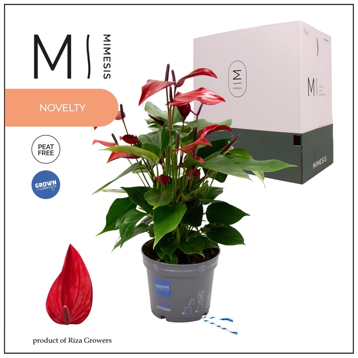 <h4>Mimesis Anthurium KARMA Lava - 12cm</h4>
