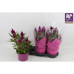 CEL DEEP PURPLE