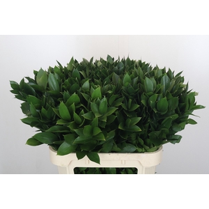 RUSCUS HYPOPHYLLUM
