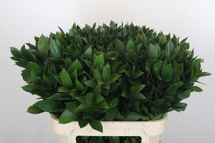 <h4>RUSCUS HYPOPHYLLUM</h4>