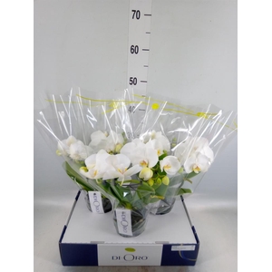 Phalaenopsis   ...white