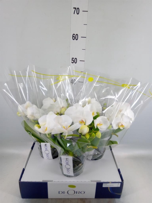 <h4>Phalaenopsis   ...white</h4>