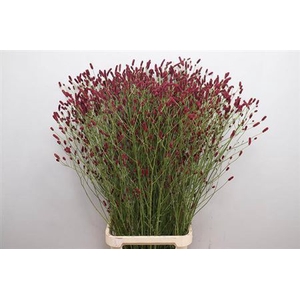 Sanguisorba Of Rising Star