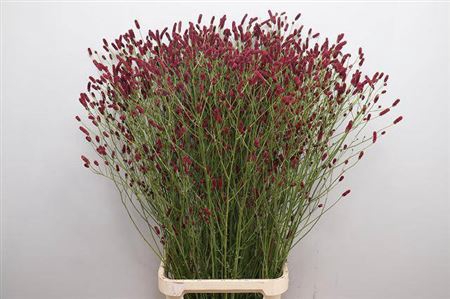 <h4>Sanguisorba Of Rising Star</h4>