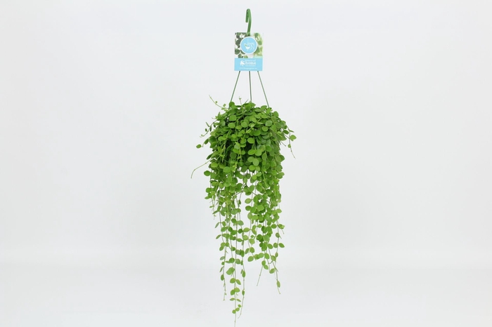 <h4>HangonGreen Dischidia Nummularia 14 cm</h4>