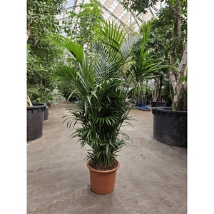 Howea forsteriana 15 per pot