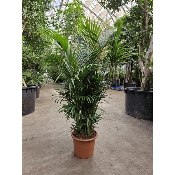 <h4>Howea forsteriana 15 per pot</h4>