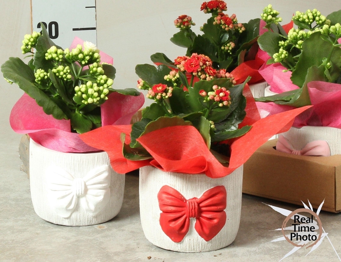 <h4>ARR KAMERPL</h4>