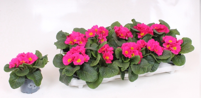 <h4>PRIM AC CAIRO ROSE</h4>