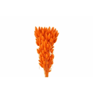 Dried Lagurus X5 Bl Orange Bunch