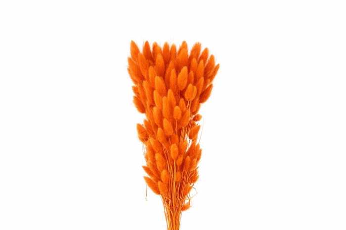 <h4>Dried Lagurus X5 Bl Orange Bunch</h4>