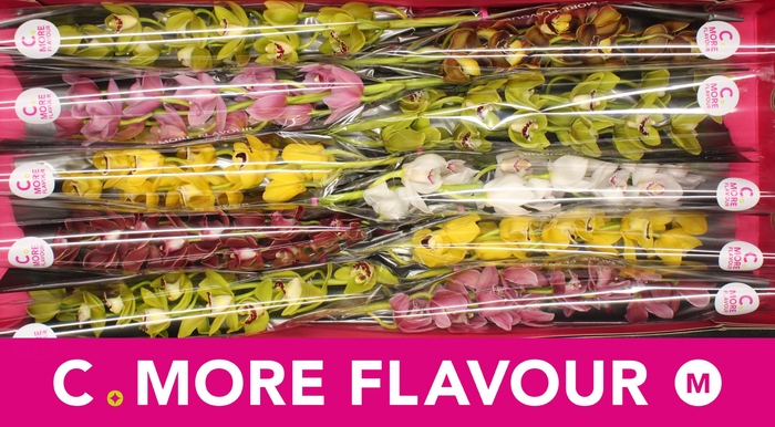 <h4>CYMB MI GEM</h4>