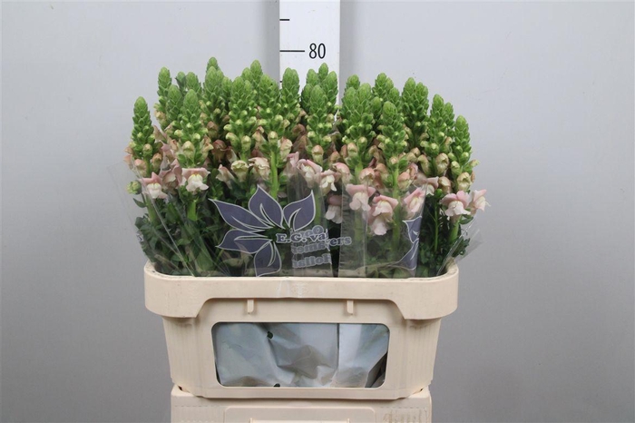 <h4>Antir Avignon Pink</h4>