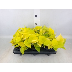Philodendron scandens 'Lemon Lime'