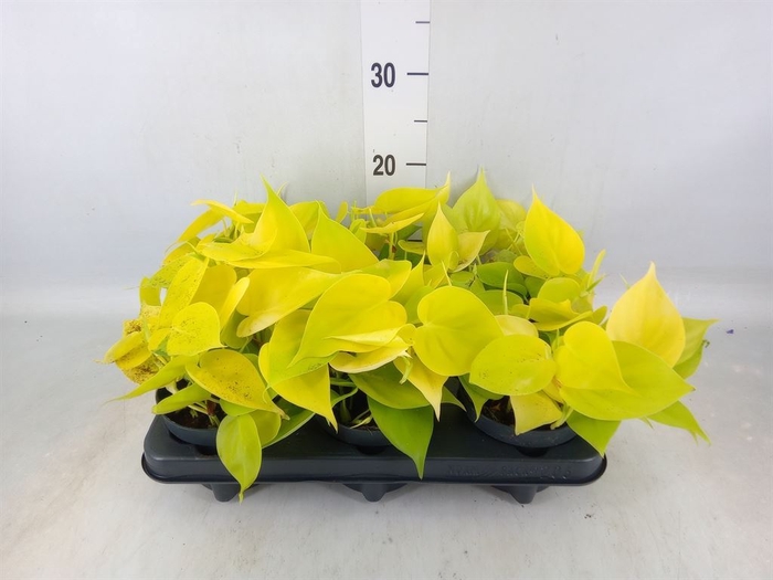 <h4>Philodendron scandens 'Lemon Lime'</h4>
