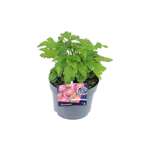 Anemone hybr. Pamina