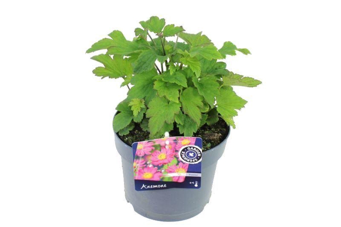 <h4>Anemone hybr. Pamina</h4>