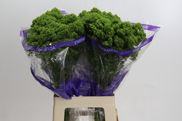 <h4>Trachelium Jade</h4>