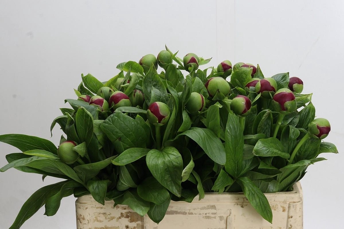 <h4>Paeonia 'Red Charm'</h4>