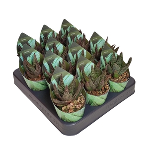 Gasteraloe Royal Highness Potcover