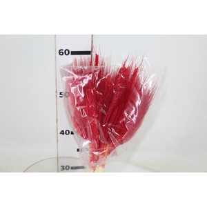 FLOR DE TRIGO ALVEJADO