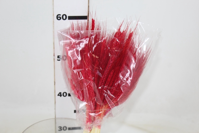 <h4>FLOR DE TRIGO ALVEJADO</h4>