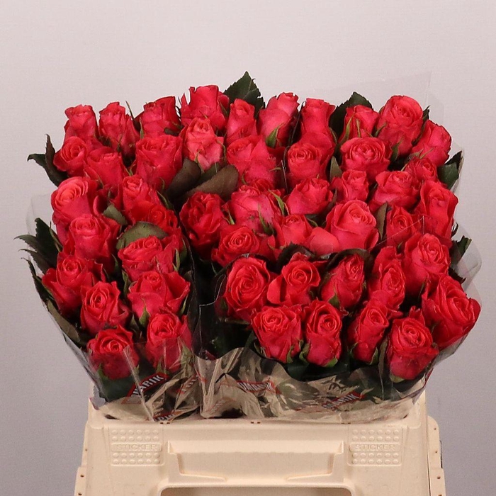 <h4>Rosa large pink tacazzi+</h4>