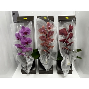 Phalaenopsis Formidablo 12Ø 70cm 1st 12fl