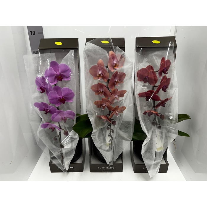 <h4>Phalaenopsis Formidablo 12Ø 70cm 1st 12fl</h4>