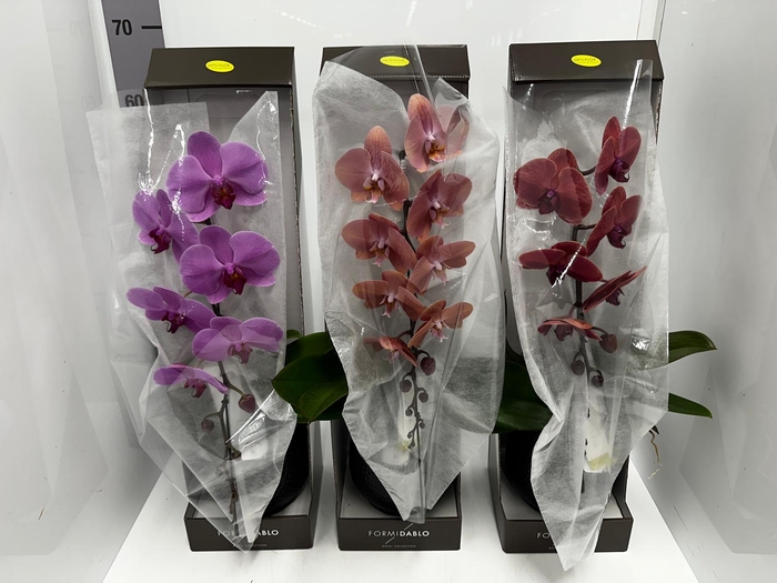 Phalaenopsis Formidablo 12Ø 70cm 1st 12fl