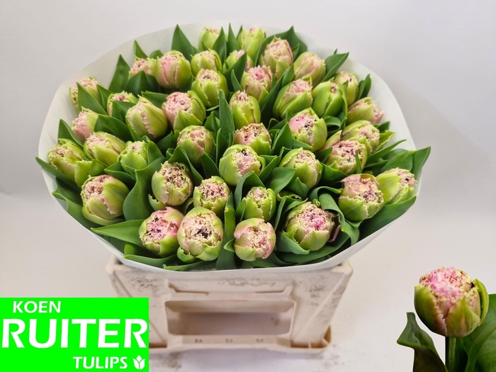 <h4>TU FR CAIRNS</h4>