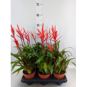 Vriesea  'Elan'