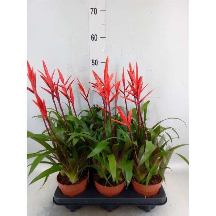 <h4>Vriesea  'Elan'</h4>