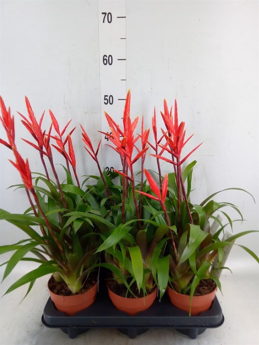 <h4>Vriesea  'Elan'</h4>