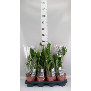 Zamioculcas zamiifolia