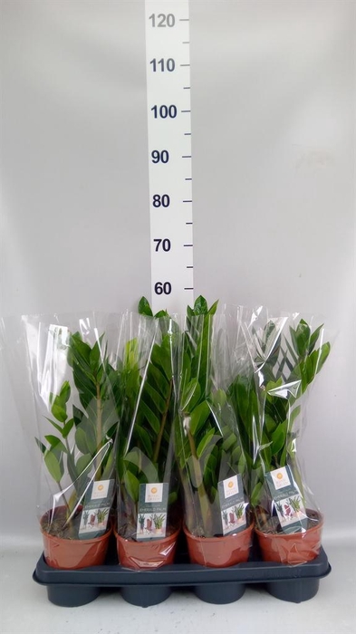 <h4>Zamioculcas zamiifolia</h4>