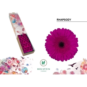 Ge Mi Rhapsody Box Holstein