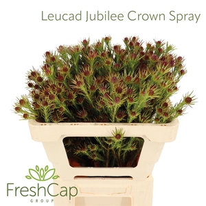 Leucad Jubilee Crown Spray