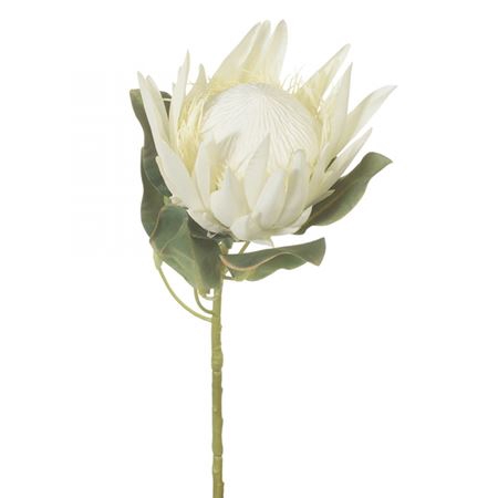 <h4># Protea Cynaroides White **Clear Out**</h4>