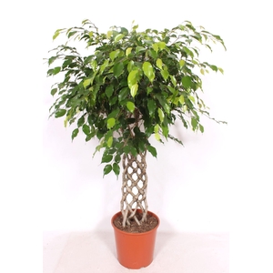 Ficus Exotica