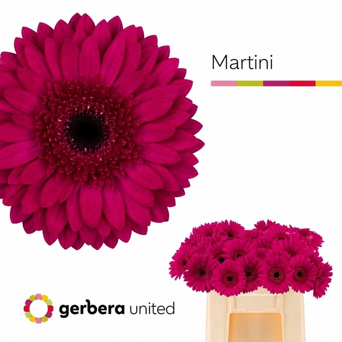 Ge Gr Martini