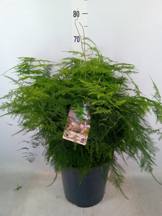 <h4>Asparagus setaceus</h4>