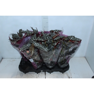 BEGONIA MACULATA SPOTLIGHT DARK P13