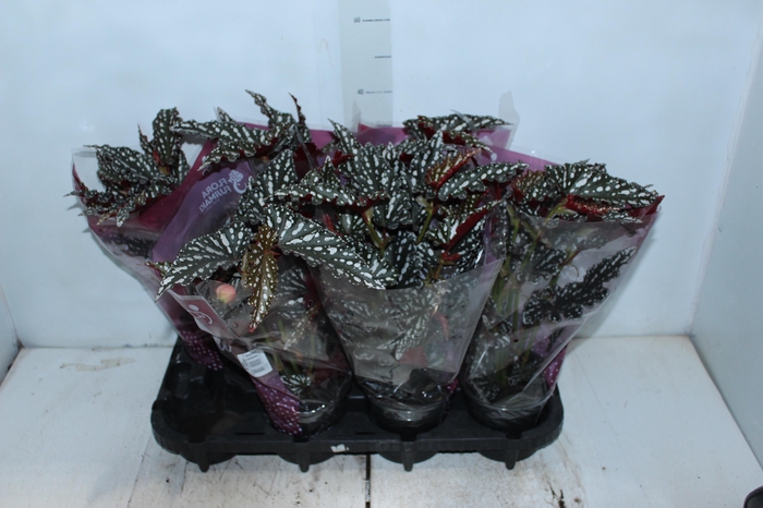 <h4>BEGONIA MACULATA SPOTLIGHT DARK P13</h4>