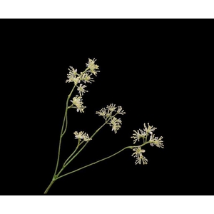 ARALIA TAK ROZE LT 74 cm