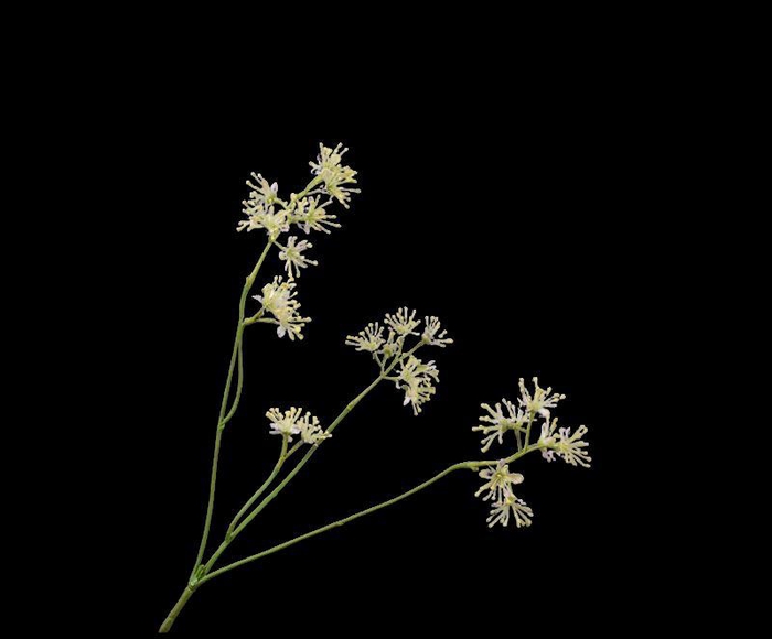 <h4>ARALIA TAK ROZE LT  74 cm</h4>