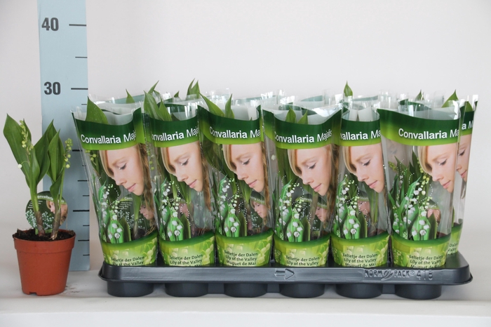 <h4>CONVALLARIA MAJALIS</h4>